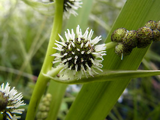 Sparganium erectum