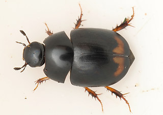 Sphaeridium cf. substriatum'