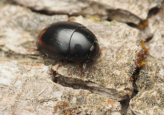 Sphaeridium cf. substriatum'