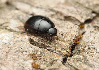 Sphaeridium cf. substriatum'