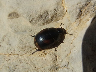 Sphaeridium sp.