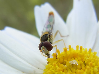 Sphaerophoria scripta