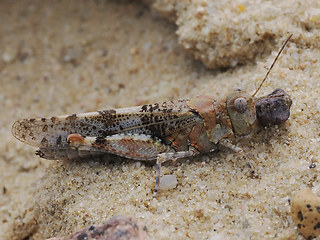 Sphingonotus caerulans