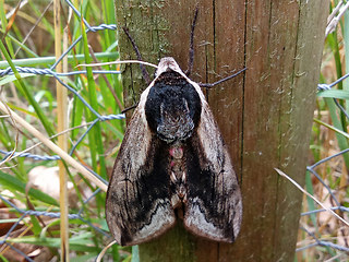 Sphinx ligustri