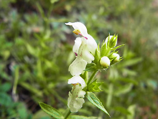 Stachys recta