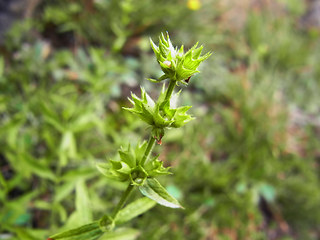 Stachys recta