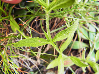 Stachys recta