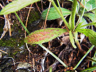 Stachys recta