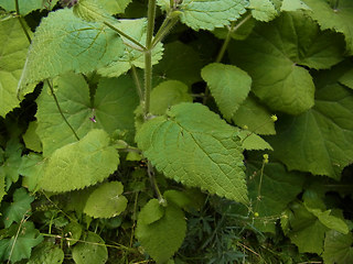 Stachys sylvatica