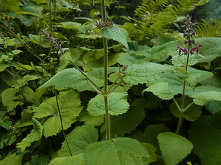 Stachys sylvatica
