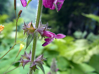 Stachys sylvatica