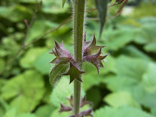 Stachys sylvatica