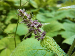 Stachys sylvatica