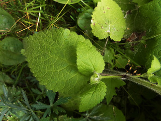 Stachys sylvatica