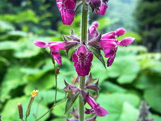 Stachys sylvatica