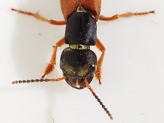 Staphylinus erythropterus