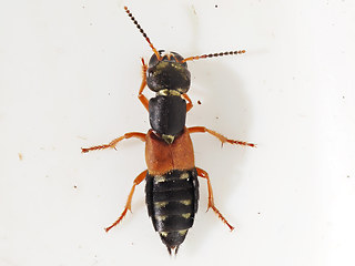 Staphylinus erythropterus