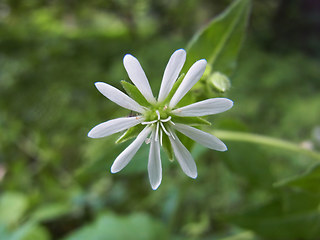 Stellaria aquatica