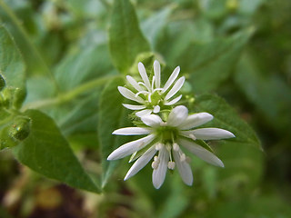 Stellaria aquatica