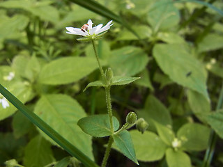 Stellaria aquatica