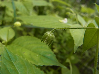 Stellaria aquatica