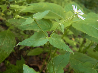 Stellaria aquatica