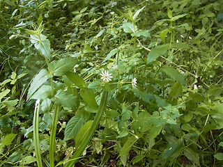 Stellaria aquatica