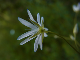 Stellaria graminea