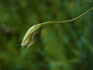 Stellaria graminea
