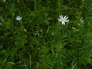 Stellaria graminea