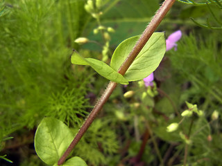 Stellaria media