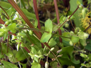 Stellaria media