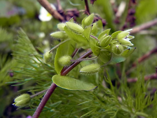 Stellaria media