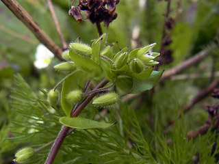 Stellaria media