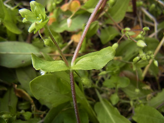 Stellaria media