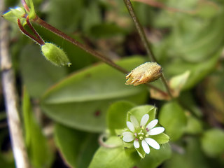 Stellaria media