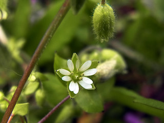 Stellaria media