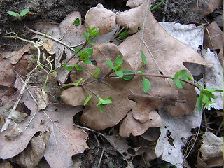 Stellaria media