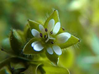 Stellaria media