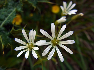 Stellaria nemorum