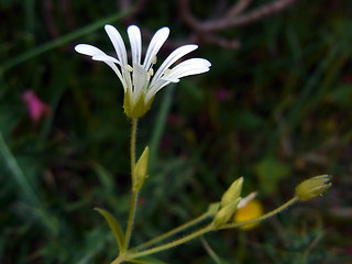 Stellaria nemorum
