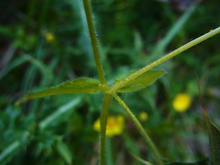 Stellaria nemorum