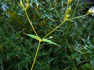 Stellaria nemorum