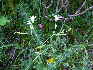 Stellaria nemorum