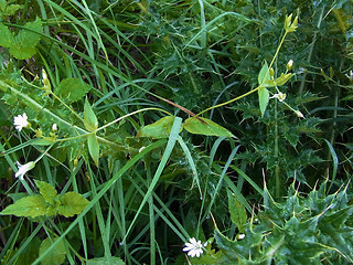 Stellaria nemorum