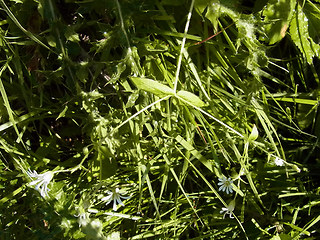 Stellaria nemorum