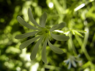 Stellaria nemorum