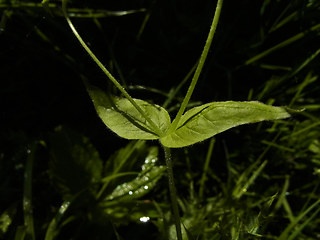 Stellaria nemorum