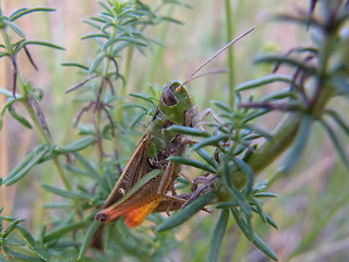 Stenobothrus lineatus