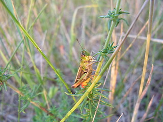 Stenobothrus lineatus